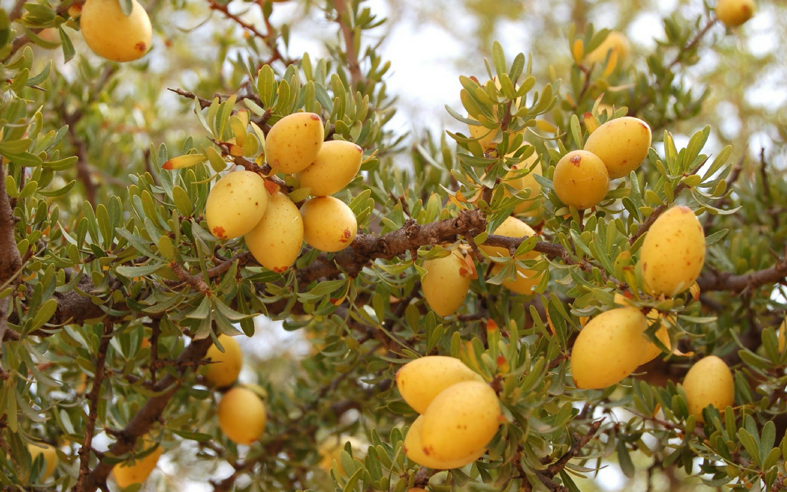 Argan Oil Benefits