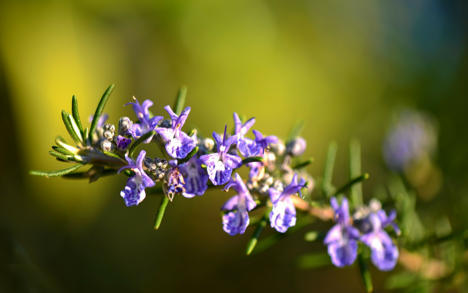 Rosemary Stimulates Hair Growth